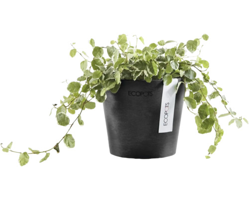 Krukväxt klätterfikus Ficus pumila i en svart rund Ecopots plastkruka med Ecopots Logo.