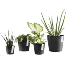 Fyra olika inomhusväxter i svarta Ecopots blomkrukor, Sansevieria, Pilea, Dieffenbachia och Aloe Vera.