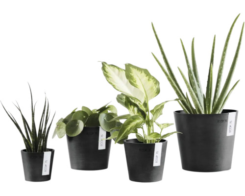 Fyra olika inomhusväxter i svarta Ecopots blomkrukor, Sansevieria, Pilea, Dieffenbachia och Aloe Vera.