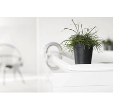 Grön växt i Ecopots blomkruka på en vit yta i ett ljust, modernt rum.