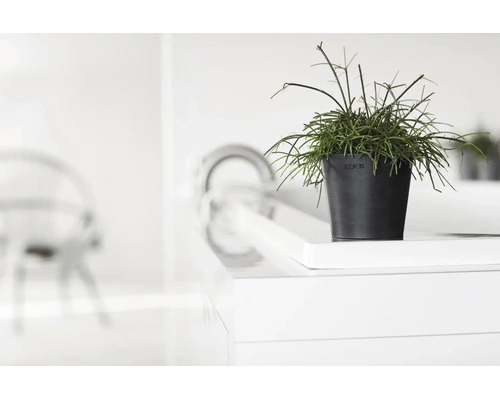 Grön växt i Ecopots blomkruka på en vit yta i ett ljust, modernt rum.