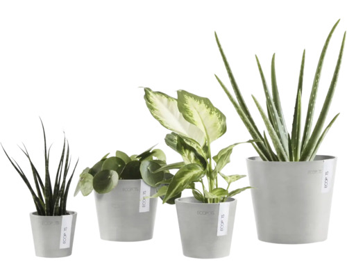 Fyra olika inomhusväxter som Aloe Vera och Pilea i Ecopots ytterfoder av återvunnen plast i olika storlekar.