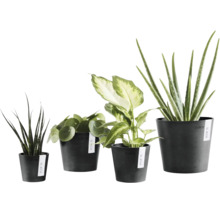 Olika inomhusväxter i mörka Ecopots-krukor, bland annat svärmors tunga, elefantöra, dieffenbachia och aloe vera.