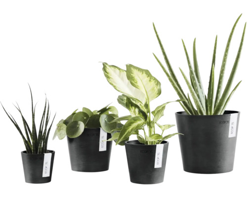 Olika inomhusväxter i mörka Ecopots-krukor, bland annat svärmors tunga, elefantöra, dieffenbachia och aloe vera.