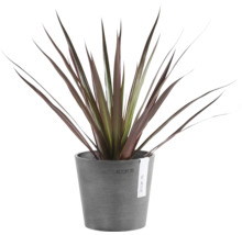 Inomhusväxt Cordyline med långa spetsiga mörkröda blad i en grå plastkruka från Ecopots.