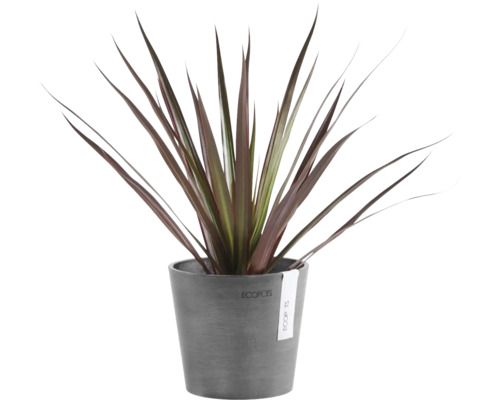 Inomhusväxt Cordyline med långa spetsiga mörkröda blad i en grå plastkruka från Ecopots.