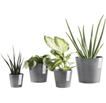 Fyra olika inomhusväxter, inklusive Pilea och Aloe Vera, i gråa Ecopots blomkrukor av återvunnen plast.