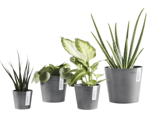 Fyra olika inomhusväxter, inklusive Pilea och Aloe Vera, i gråa Ecopots blomkrukor av återvunnen plast.
