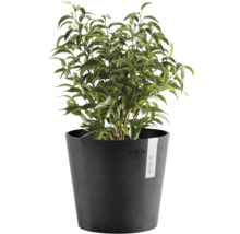 Krukväxt Ficus Benjamina i en rund mörkgrå blomkruka från Ecopots.