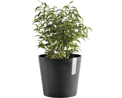 Krukväxt Ficus Benjamina i en rund mörkgrå blomkruka från Ecopots.