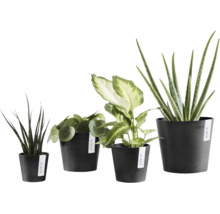 Fyra olika inomhusväxter i mörka plastkrukor från märket Ecopots.