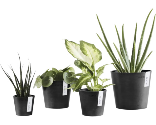Fyra olika inomhusväxter i mörka plastkrukor från märket Ecopots.
