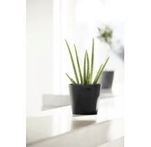 Aloe vera-växt i en rund svart Ecopots-blomkruka av återvunnen plast i en ljus miljö.