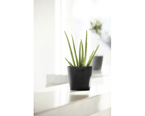 Aloe vera-växt i en rund svart Ecopots-blomkruka av återvunnen plast i en ljus miljö.