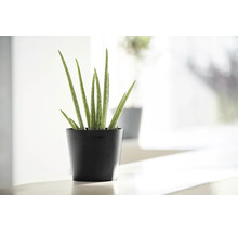 Aloe Vera-växt i en svart Ecopots-blomkruka av återvunnen plast i en ljus och modern interiör.