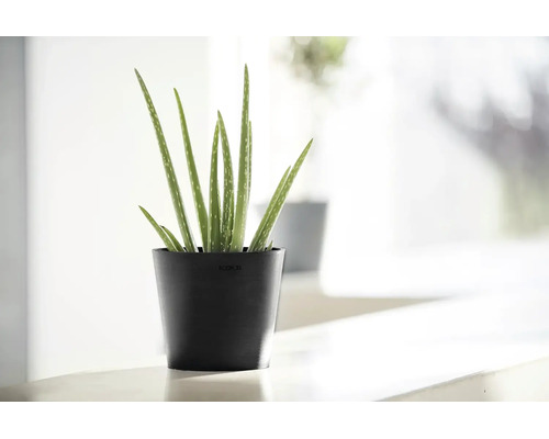 Aloe Vera-växt i en svart Ecopots-blomkruka av återvunnen plast i en ljus och modern interiör.