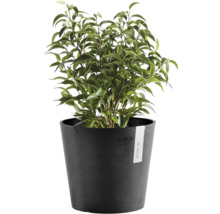 Grön krukväxt Ficus Benjamina i en rund antracitfärgad ECOPOTS kruka.