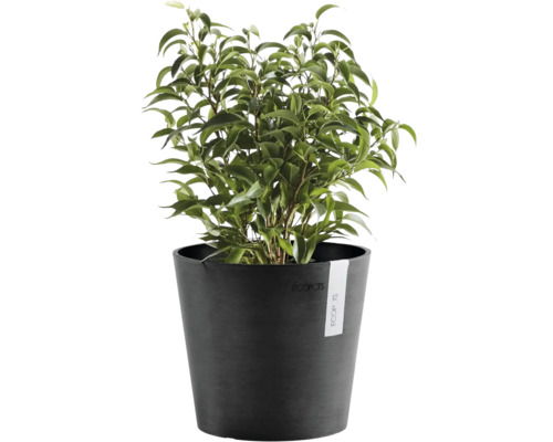 Grön krukväxt Ficus Benjamina i en rund antracitfärgad ECOPOTS kruka.