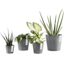 Fyra olika krukväxter som Aloe Vera och Pilea i gråa Ecopots blomkrukor i olika storlekar.