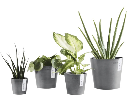 Fyra olika krukväxter som Aloe Vera och Pilea i gråa Ecopots blomkrukor i olika storlekar.