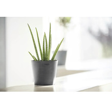 Aloe vera-växt i en mörkgrå Ecopots blomkruka i en ljus, modern inomhusmiljö.