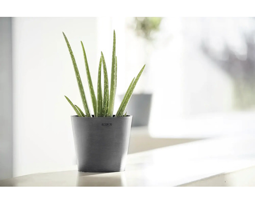 Aloe vera-växt i en mörkgrå Ecopots blomkruka i en ljus, modern inomhusmiljö.