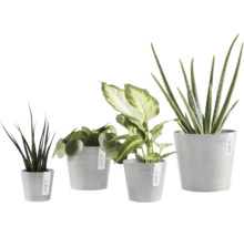 Fyra olika inomhusväxter i grå krukor från Ecopots: Sansevieria, Pilea, Dieffenbachia och Aloe Vera.