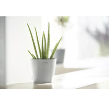 Aloe Vera inomhusväxt i en rund ljusgrå Ecopots ytterkruka på en ljus yta.