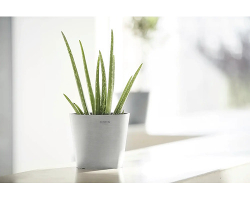 Aloe Vera inomhusväxt i en rund ljusgrå Ecopots ytterkruka på en ljus yta.