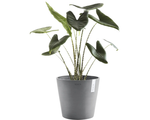 Alocasia zebrina krukväxt i grå Ecopots ytterkruka, med karakteristiska randiga stjälkar.