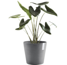 Alocasia Zebrina inomhusväxt med randiga stjälkar i en rund grå Ecopots ytterkruka av plast.