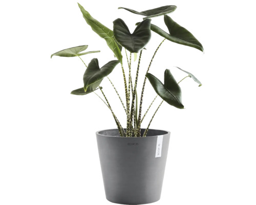 Alocasia Zebrina inomhusväxt med randiga stjälkar i en rund grå Ecopots ytterkruka av plast.