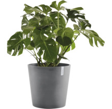Monstera deliciosa i grå plastkruka.