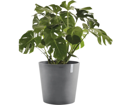 Monstera deliciosa i grå plastkruka.