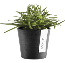 Grön inomhusväxt i en antracitfärgad Ecopots blomkruka tillverkad av återvunnen plast.