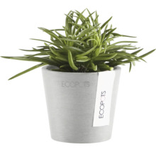 Grön suckulent i grå Ecopots blomkruka av återvunnen plast.