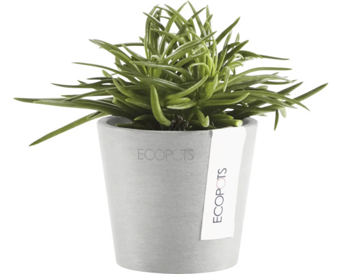 Grön suckulent i grå Ecopots blomkruka av återvunnen plast.