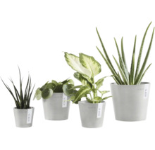Fyra olika inomhusväxter i gråa Ecopots blomkrukor, inklusive Aloe Vera, Pilea och Sansevieria.