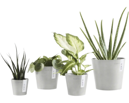 Fyra olika inomhusväxter i gråa Ecopots blomkrukor, inklusive Aloe Vera, Pilea och Sansevieria.