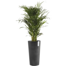 Grön rumspalm i en hög, antracitfärgad kruka med ECOPOTS Logo.