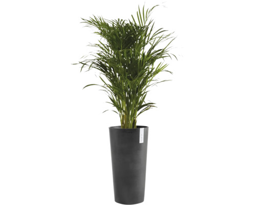 Grön rumspalm i en hög, antracitfärgad kruka med ECOPOTS Logo.