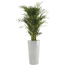 Guldpalm i en hög grå ECOPOTS-kruka.