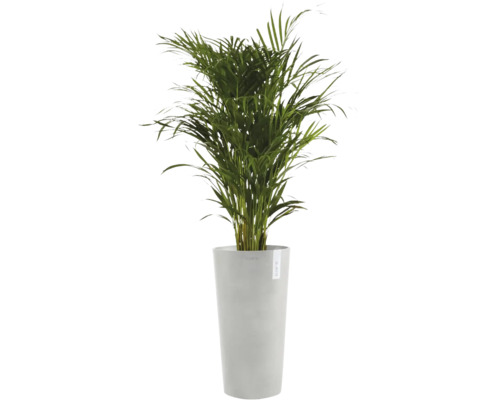 Guldpalm i en hög grå ECOPOTS-kruka.