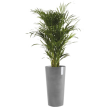 Guldpalm i en hög grå blomkruka av märket Ecopots.