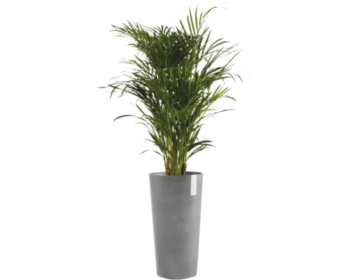 Guldpalm i en hög grå blomkruka av märket Ecopots.
