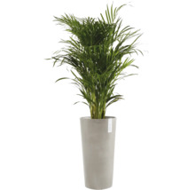 Guldpalm Areca, inomhusväxt i en hög grå kruka från märket Ecopots.