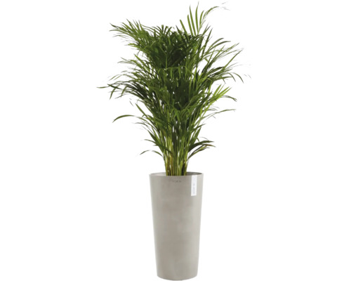 Guldpalm Areca, inomhusväxt i en hög grå kruka från märket Ecopots.