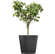 Fikonträd med gröna blad och små frukter i en stor mörkgrå blomkruka.