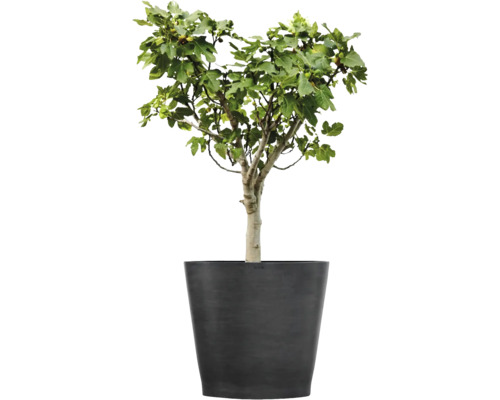Fikonträd med gröna blad och små frukter i en stor mörkgrå blomkruka.