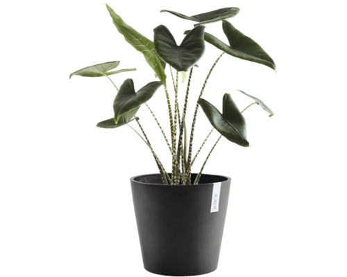 Alocasia zebrina inomhusväxt med randiga stjälkar i en svart Ecopots-kruka.